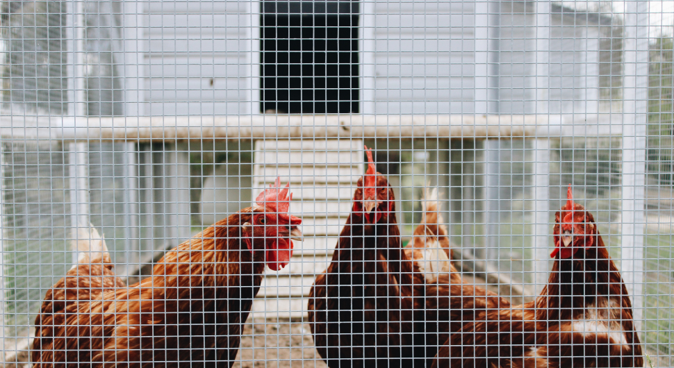 Wire Mesh.jpg